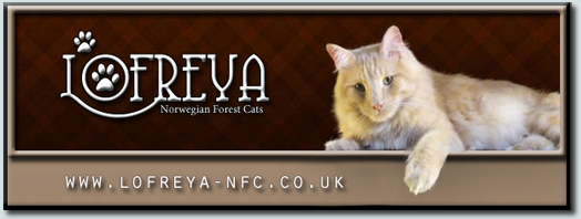 Lofreya Norwegian Forest Cats - Cardiff